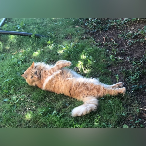 Meet your Posher, Shelley - Picture 3 of 7